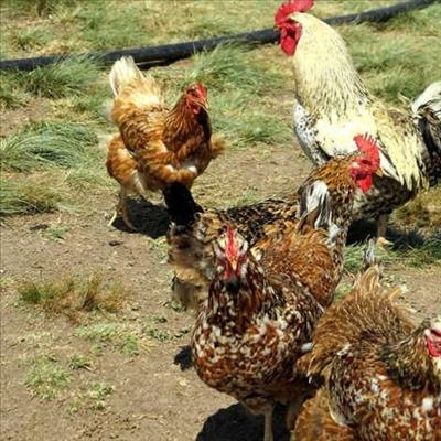 Farming chickens ethically and profitably