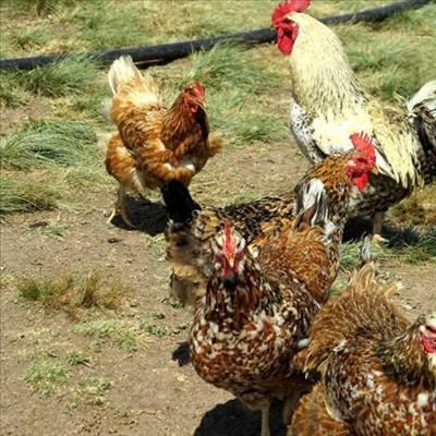 Farming chickens ethically and profitably