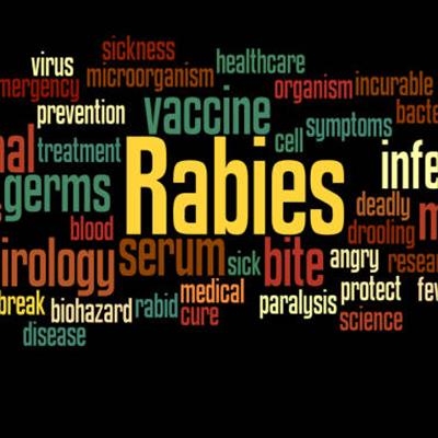 Fox on local farm tests positive for rabies