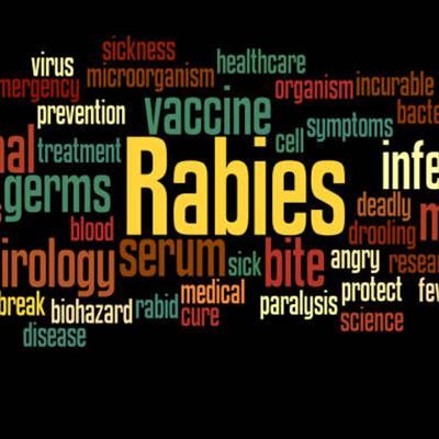 Fox on local farm tests positive for rabies