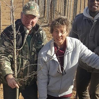 Trees planted in remembrance
