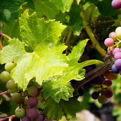 Why SA wine exports must move from bulk to brands 
