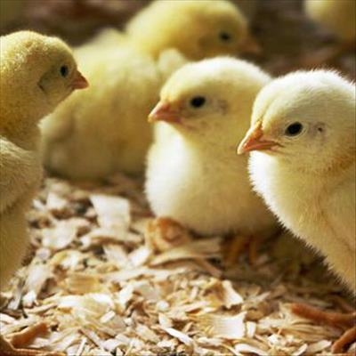 H5N6 bird flu outbreak reported on Free State farm