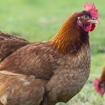 Sale of live hens banned