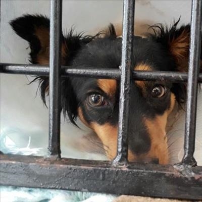 Lady needs a home