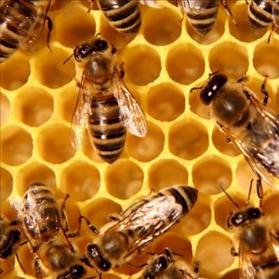 Honey producers hard-hit by fires