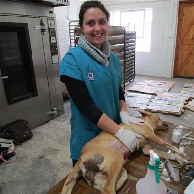 Sterilisation clinic to  prevent strays