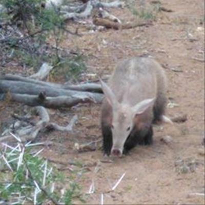 Elusive aardvark spotted