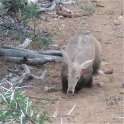 Elusive aardvark spotted