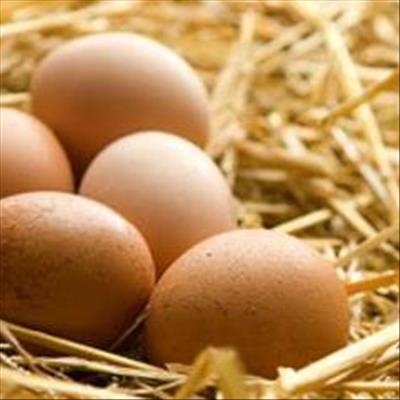 Egg producers extremely concerned about avian influenza