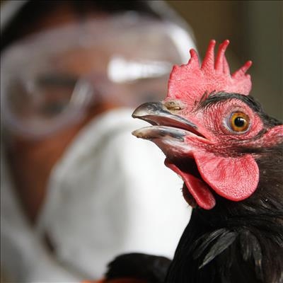 Bird flu strain no threat to humans