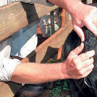 Beef cattle farming: get the infrastructure right 