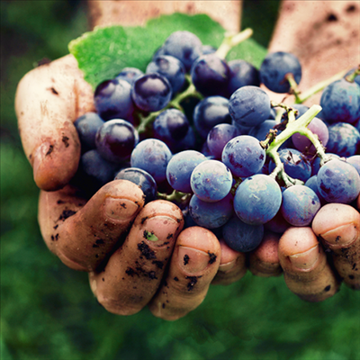 Wine of Origin Cape Town: A boost for SA wine industry