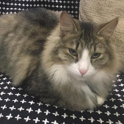 Reward offered for missing cat