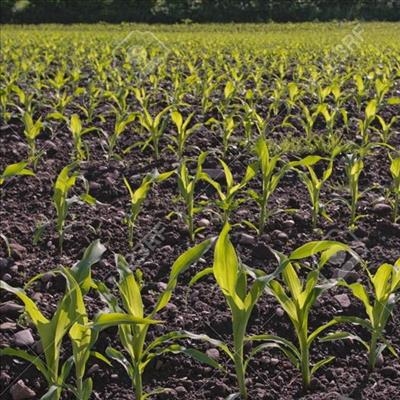 Crop problems: Look for the clues