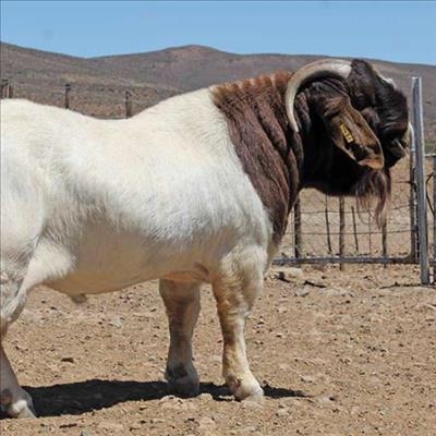 Successful Boer goat stud in the Hantam Karoo