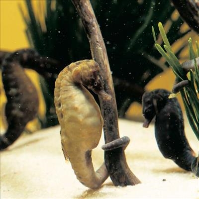 Learn more about the Knysna seahorse
