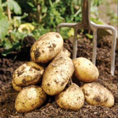 British potatoes put roots down in Africa