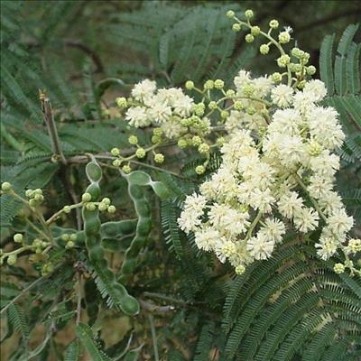 Get rid of black wattle the biocontrol way