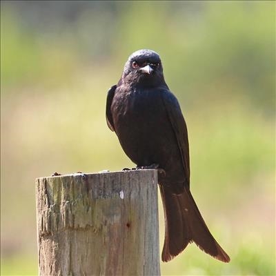 Drongos need extra feeding until summer