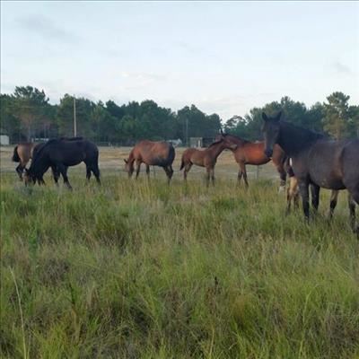 Neighbours up in arms over wandering horses
