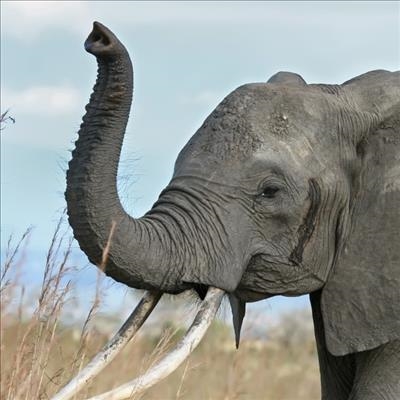 National park tightens security as more elephants poisoned