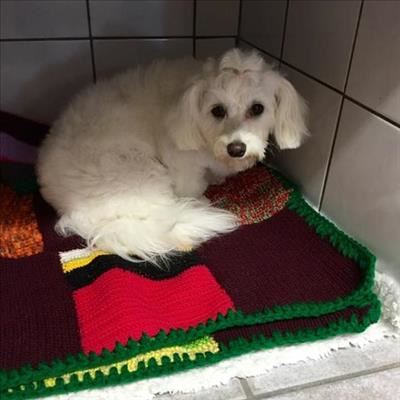 Ma en dogter brei vir viervoetiges in nood