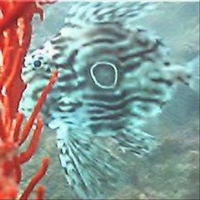 Unusual little fish spotted in bay