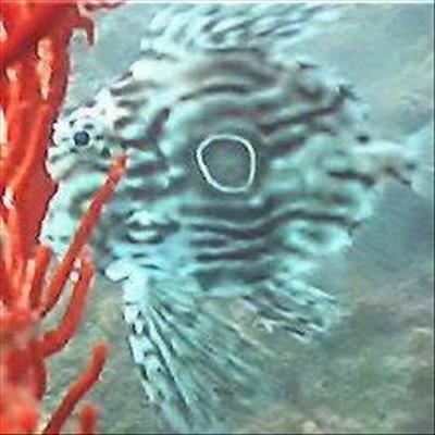 Unusual little fish spotted in bay