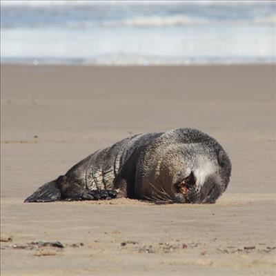 Pelsrob ure gestrand op Heroldsbaai