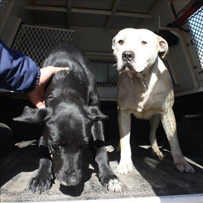 Honde verskeur kleinboer se skape