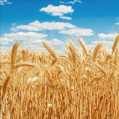 Wheat farmers urged to scout for fall armyworm
