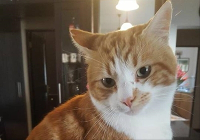 Missing cat, reward offered