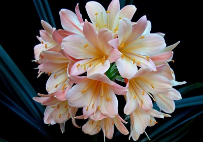 Don't miss the clivia show