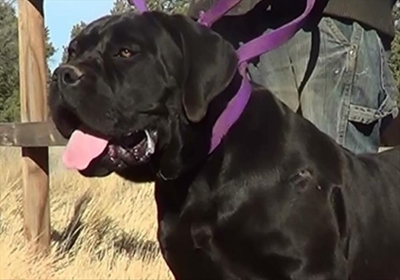 Black Boerboel breed recognised again