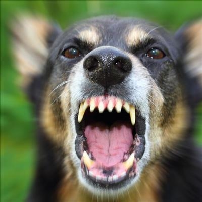 Dog attack in bushes proves fatal