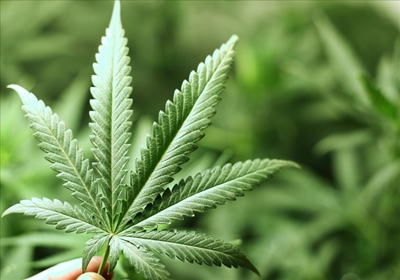 Couple takes on government in court over cannabis law