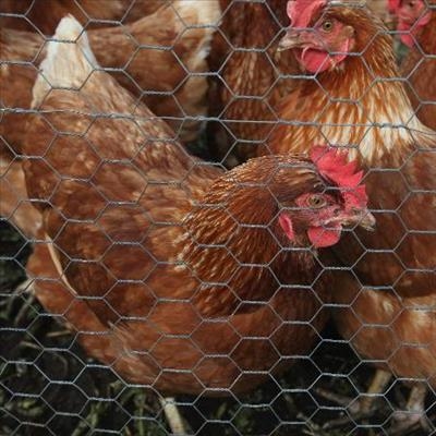 H5N8 virus: SPCA slams government for culling methods