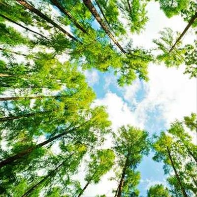 Municipality to establish tree committee