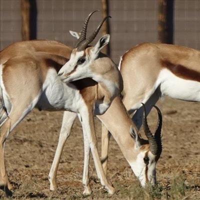 Auction deemed a wild success