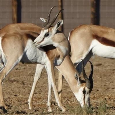 Auction deemed a wild success