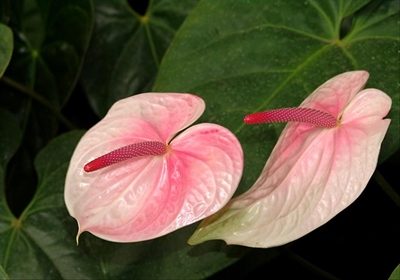 The incomparable power of indoor plants