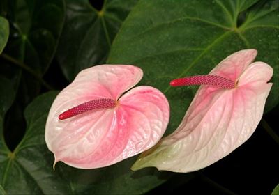 The incomparable power of indoor plants