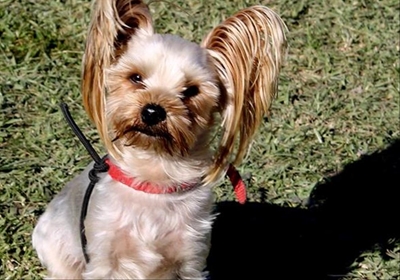 Enter your 'best friend' for fun dog show