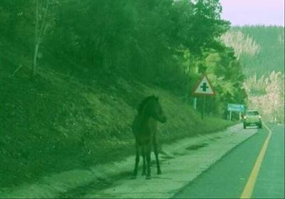 Injured horse finds his way home