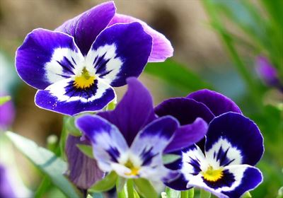 Plan what to plant in Spring
