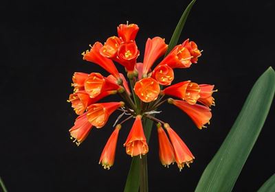 Clivia-skou Saterdag