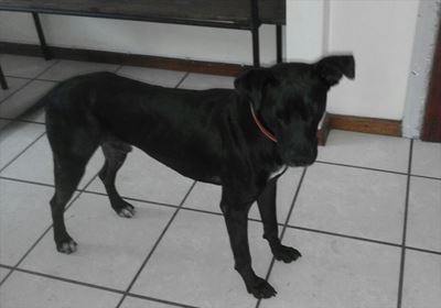 Goeie huis vir hond gesoek