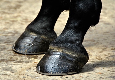 Hoof management guidelines