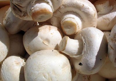 Healthy Friday: Not only are mushrooms delicious, they are a “functional food”